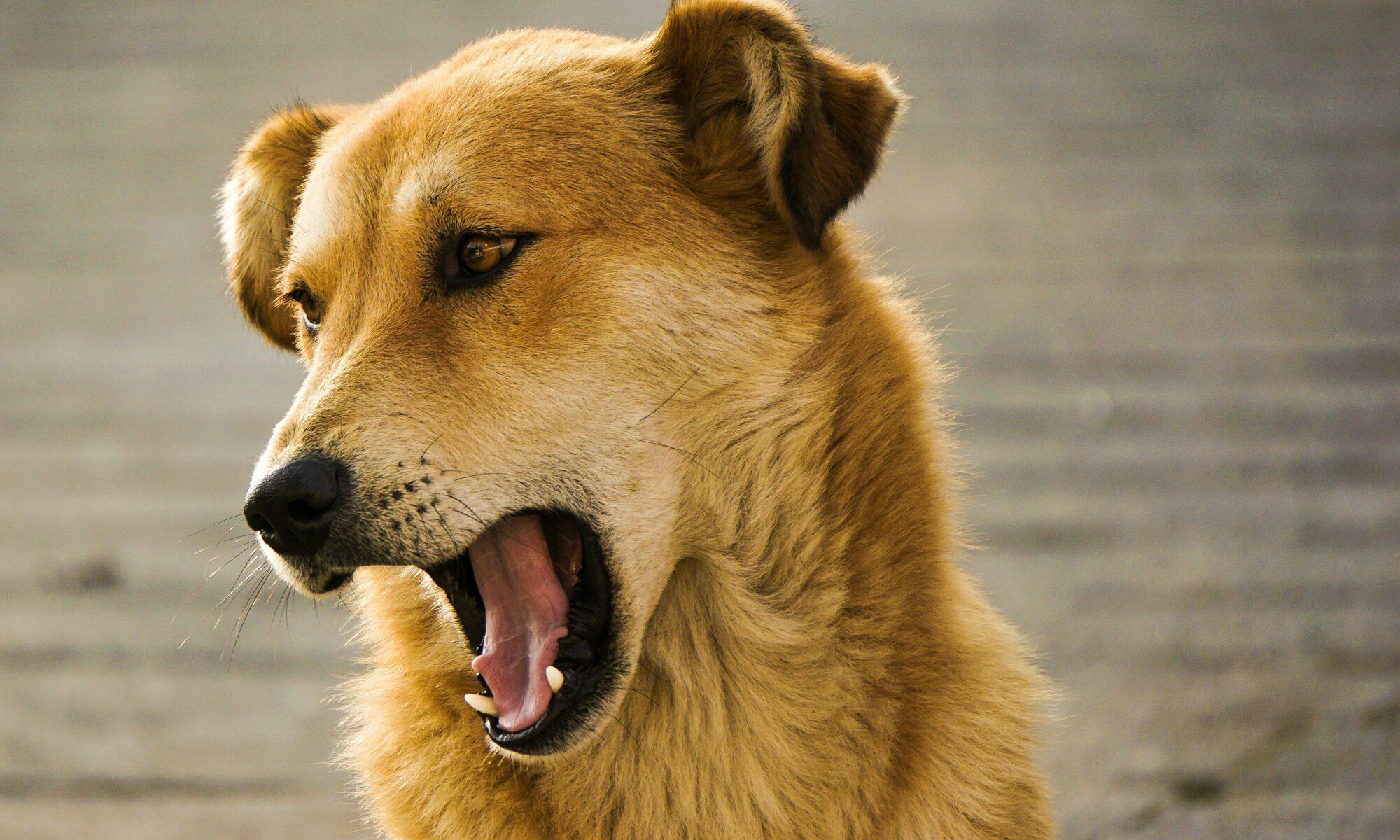Dog Bite Injury Lawyer