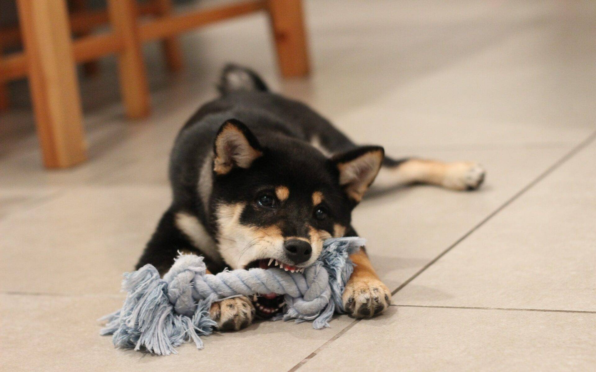 dog bite injury lawyer